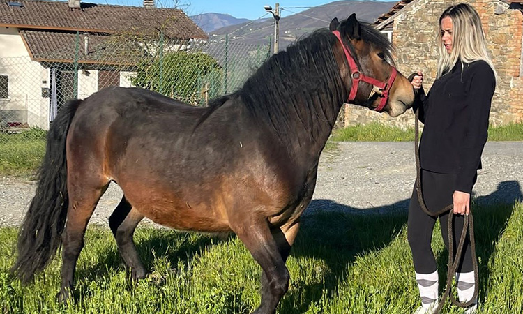 Read more about the article Salve, sono Aliby d’Amor e sono un cavallo Bardigiano