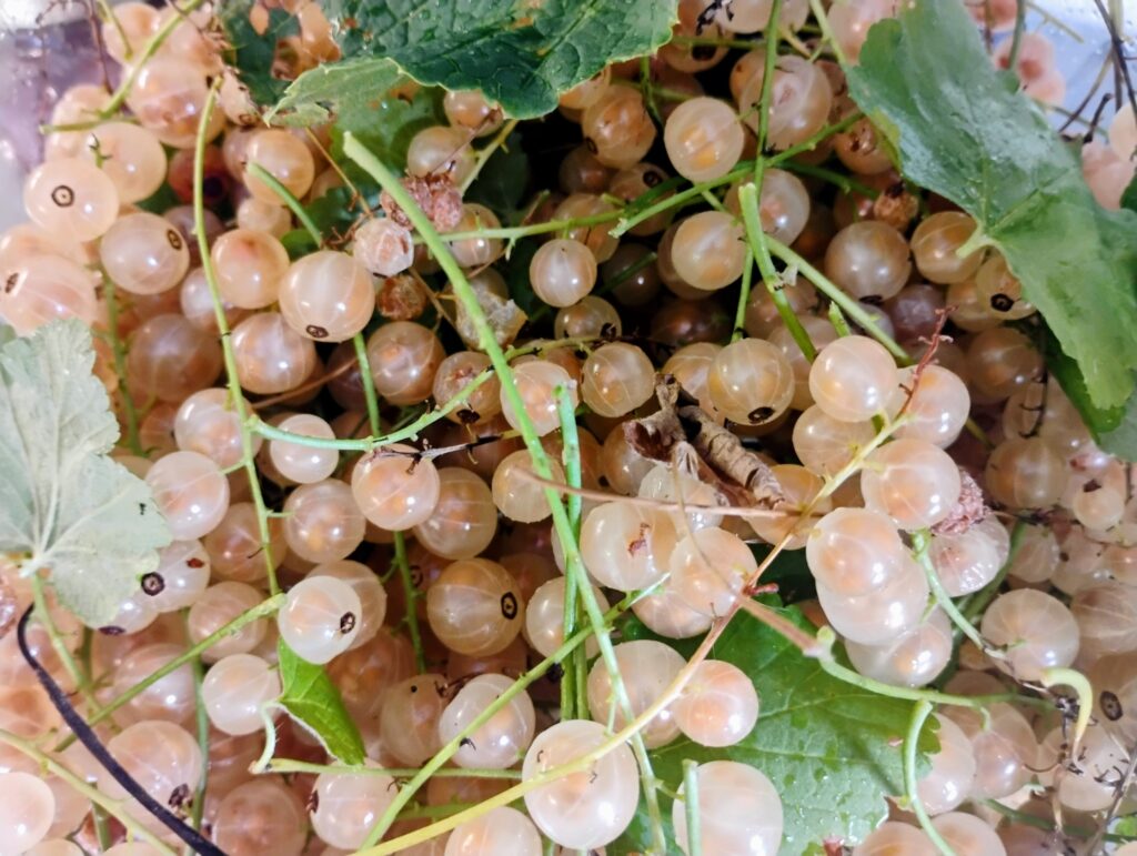 Scopri di più sull'articolo È tempo di marmellate ai Segarati